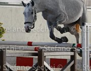 Clara del Buttasella TosTour2013- S4 6302 : Arezzo, Arezzo Equestrian Centre, Cavalli d'Italia, Clara del Buttasella, Toscana Tour 2013, foto di Stefano Secchi ©